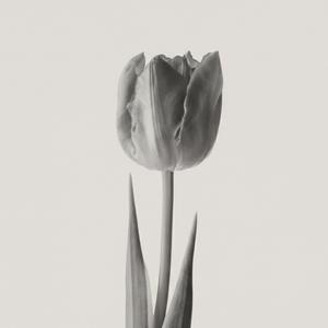 Nakanoshima Late Breeze