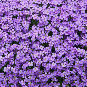 Đưa Em Đi Khắp Thế Gian (Lofi)