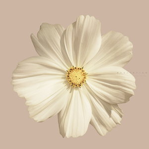 명상 (별빛이 내리는 밤)