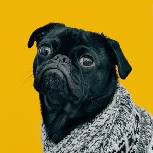 Cachorrinho Fé da Puta