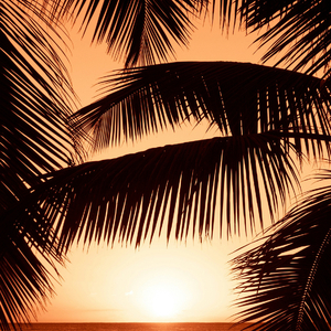 荆棘中孤生的花