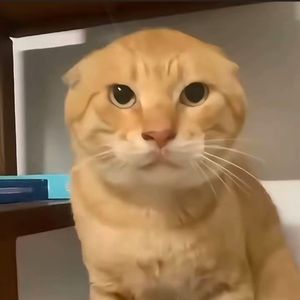 阿米嘎蒂朵喵喵（耄耋哈气版）