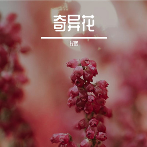 奇异花 伴奏