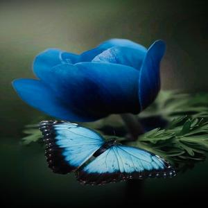 Blue Butterfly