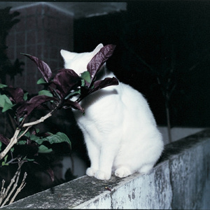 FUJIN CLUB (北園みなみ REMIX)