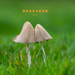 你会在春天恋爱吗