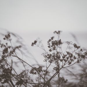 一句悲傷的話和無處安放的心亂如麻在寒風中搖曳