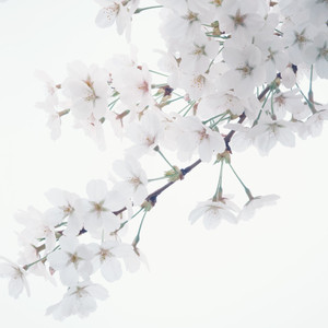 愛をこめて花束を (Cover)