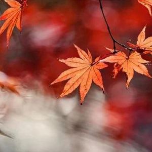 慧星照 (催眠曲)