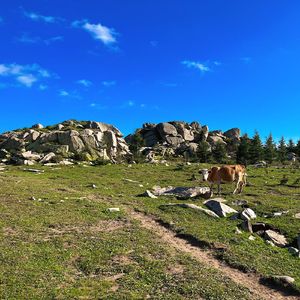 阿普的思念（抒情版）