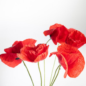 빨강 양귀비 Papaver