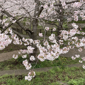 平穏 (feat. 丹羽 悦子)