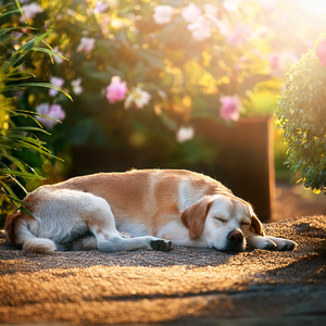 Paz Armónica Para Las Almas De Cuatro Patas