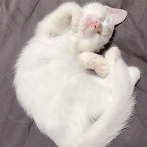 我想说的（Demo）