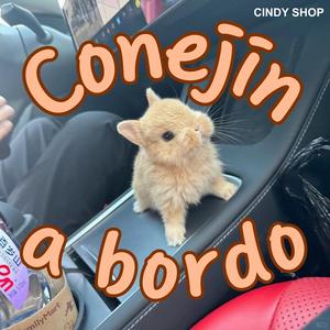 CONEJÍN A BORDO