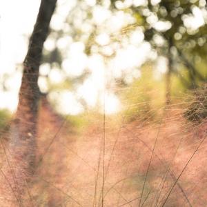 降落在金色的江岸线上