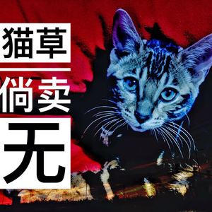 Radio（翻自 Lana Del Rey）（Cover Lana Del Rey）