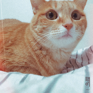 고양이