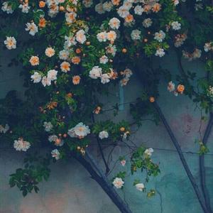 情花（翻自 马晓晨）