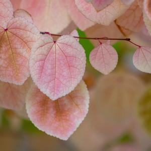 阴阳调和 平息凝神（古筝曲）