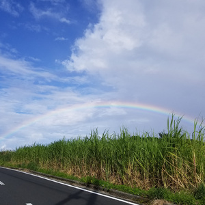 島の風