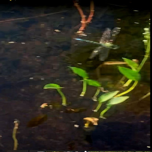 DRAGONFLY (Aether Pt.2)