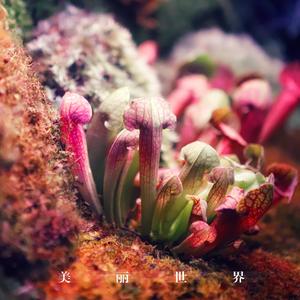 美丽世界(Piano Version)