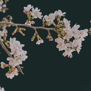 그해 봄밤, 우리가 나눈 것들