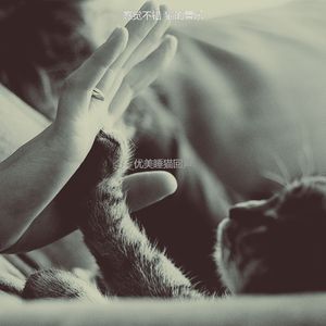 诗意的睡猫节奏