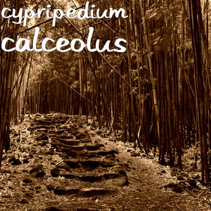 Calceolus