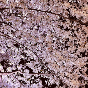 春の魔法 (feat. 初音ミク & 知声)