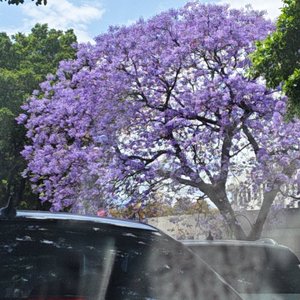 布洛芬胶囊 - 木古姑娘