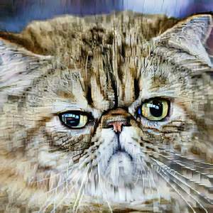 cat beat
