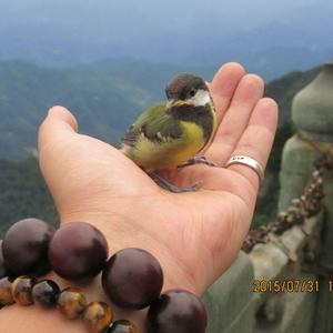 我愿爱（翻自 古天乐）