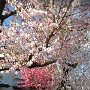 蒼天の星‥‥その２