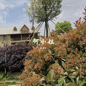 何小姐-旋律版本