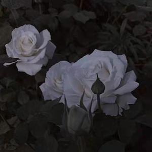 【Free】“念”Pop Type Beat