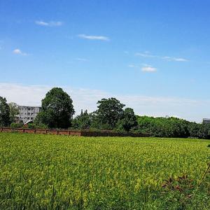 升旗仪式的废稿