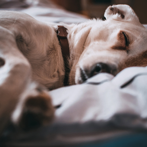 An Afternoon Nap