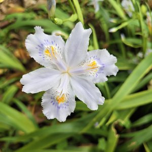 你是人间三月天