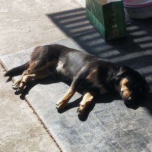 フューチャー・イヴ