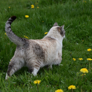 ねこ散歩ゆらり