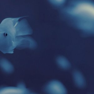 安眠药（cover张禄籴）