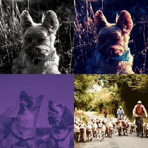 柔和的孤独的狗时刻