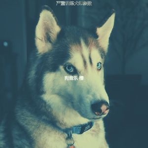 精彩孤独的狗环境