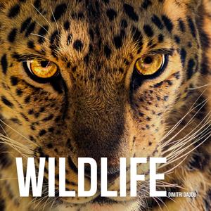 Wildlife (Main Theme)