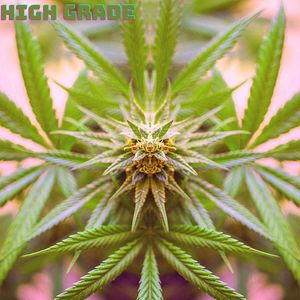 High Grade Riddim (Instrumental)
