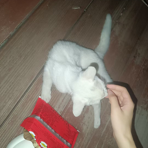 胆小鬼