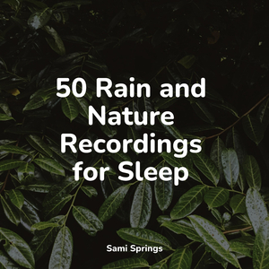 Ocean Waves and Seagulls Overhead