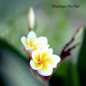 Chompa Poi Pet